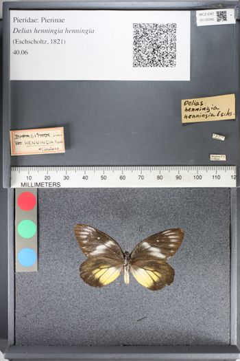 Media type: image;   Entomology 130342